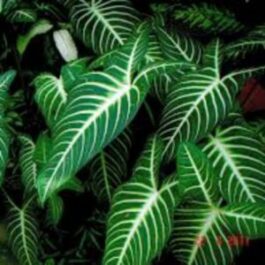 Caladium lindenii andre madison (single plant)