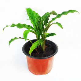 Calathea Rufibarba (plant clump)