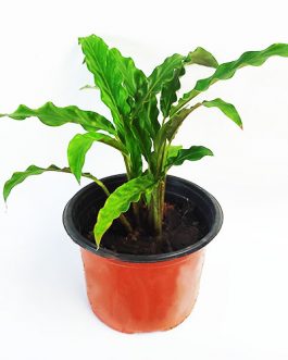 Calathea Rufibarba (plant clump)