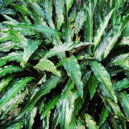 Calathea Rufibarba (plant clump)
