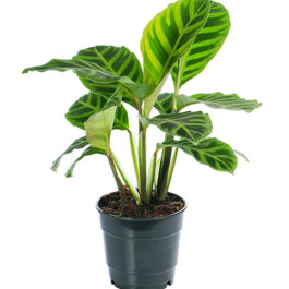 Calathea Zebrina (Single plant)