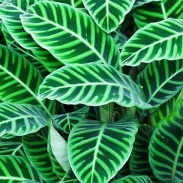 Calathea Zebrina (Single plant)