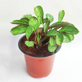 Calathea burle marxii Amagris