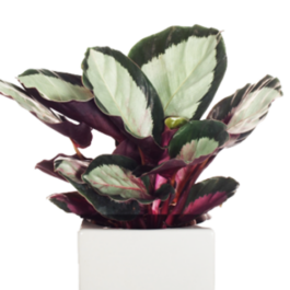 Calathea