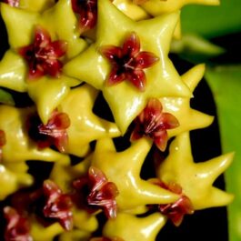 Hoya Densiflora (single plant)