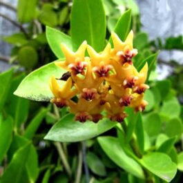 Hoya Densiflora (single plant)
