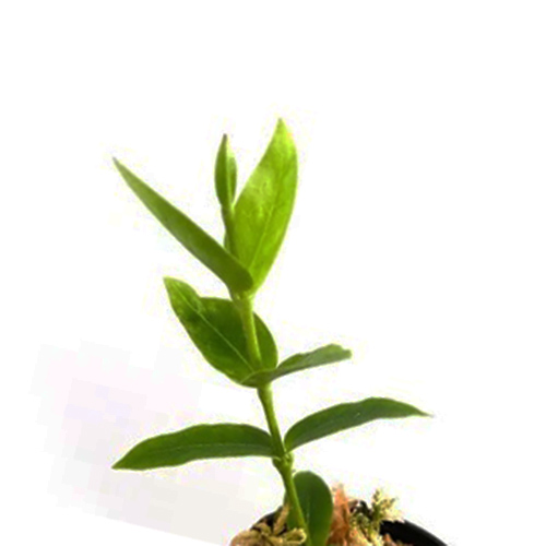 Hoya Densiflora (single plant) - Image 3