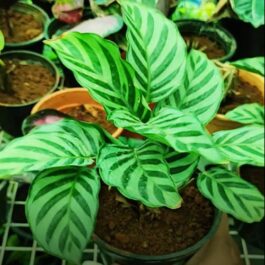 Calathea Concinna Freddie