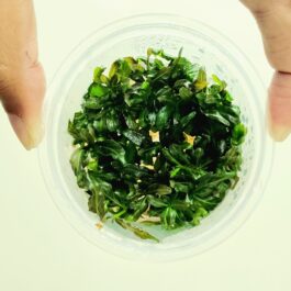 Hygrophilla lancea Araguaia [Tc]