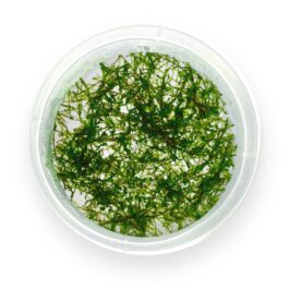 Vesicularia ferriei / Weeping Moss (Tc)