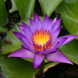 Nymphaea Miami Rose and Nymphaea Lindsey Wood waterlily Combo (2 plants)