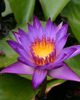 Nymphaea  Miami Rose and Nymphaea Lindsey Wood waterlily Combo (2 plants)