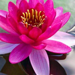 Perries Baby and Peach Glow Waterlily Combo (2 plants)