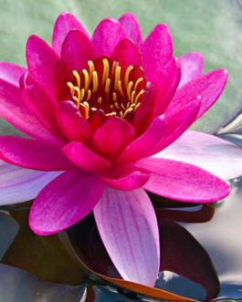 Perries Baby and Peach Glow Waterlily Combo ( 2 plants)