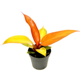 Philodendron Sun Red (small single plant)