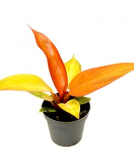 Philodendron Sun Red (small single plant)