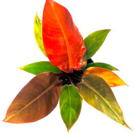 Philodendron Sun Red (small single plant)