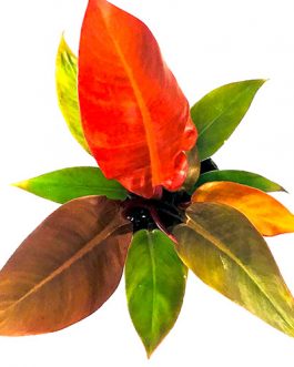 Philodendron Sun Red (small single plant)