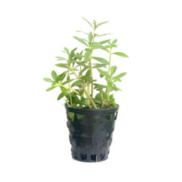 Limnophila aromatica “Mini” (Tc)