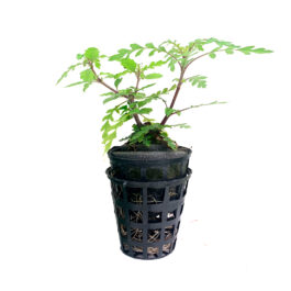 Hygrophilla pinnatifida [Tc]