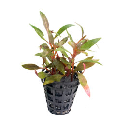 Alternanthera reineckii ‘Mini’ [Tc]