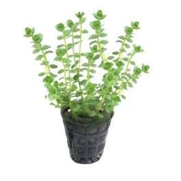 Rotala rotundifolia ‘Green’ (Tc)