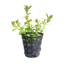 Ludwigia senegalensis (Tc)