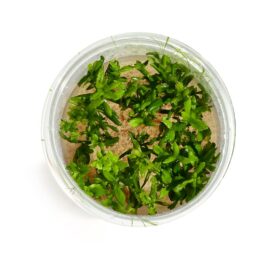 Limnophila aromatica “Mini” (Tc)