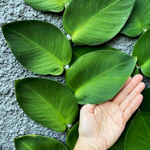 Rhaphidophora Hayi (single plant) - Image 3