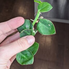 Rhaphidophora Hayi (single plant)