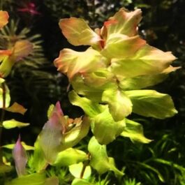 Rotala rotundifolia Shimoga/ Rotala Sp Shimoga (6 stems)