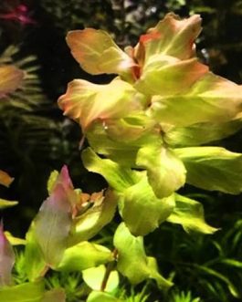 Rotala rotundifolia Shimoga/ Rotala Sp Shimoga (6 stems)