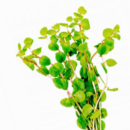 Rotala rotundifolia Shimoga/ Rotala Sp Shimoga (6 stems)