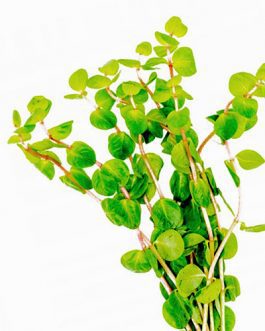 Rotala rotundifolia Shimoga/ Rotala Sp Shimoga (6 stems)