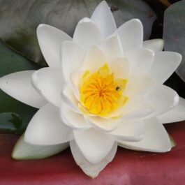 Siam Jasmine and Madam Wilfred Gonner Waterlily combo (2 plants)