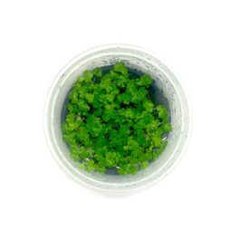 Hydrocotyle tripartita ‘Honda Mini’ [Tc]