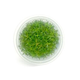 Ludwigia arcuata (Tc)