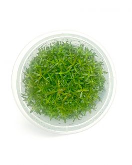 Ludwigia arcuata (Tc)