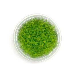 Jumbo TC cup-Micranthemum Micranthimoids ‘Monte Carlo’