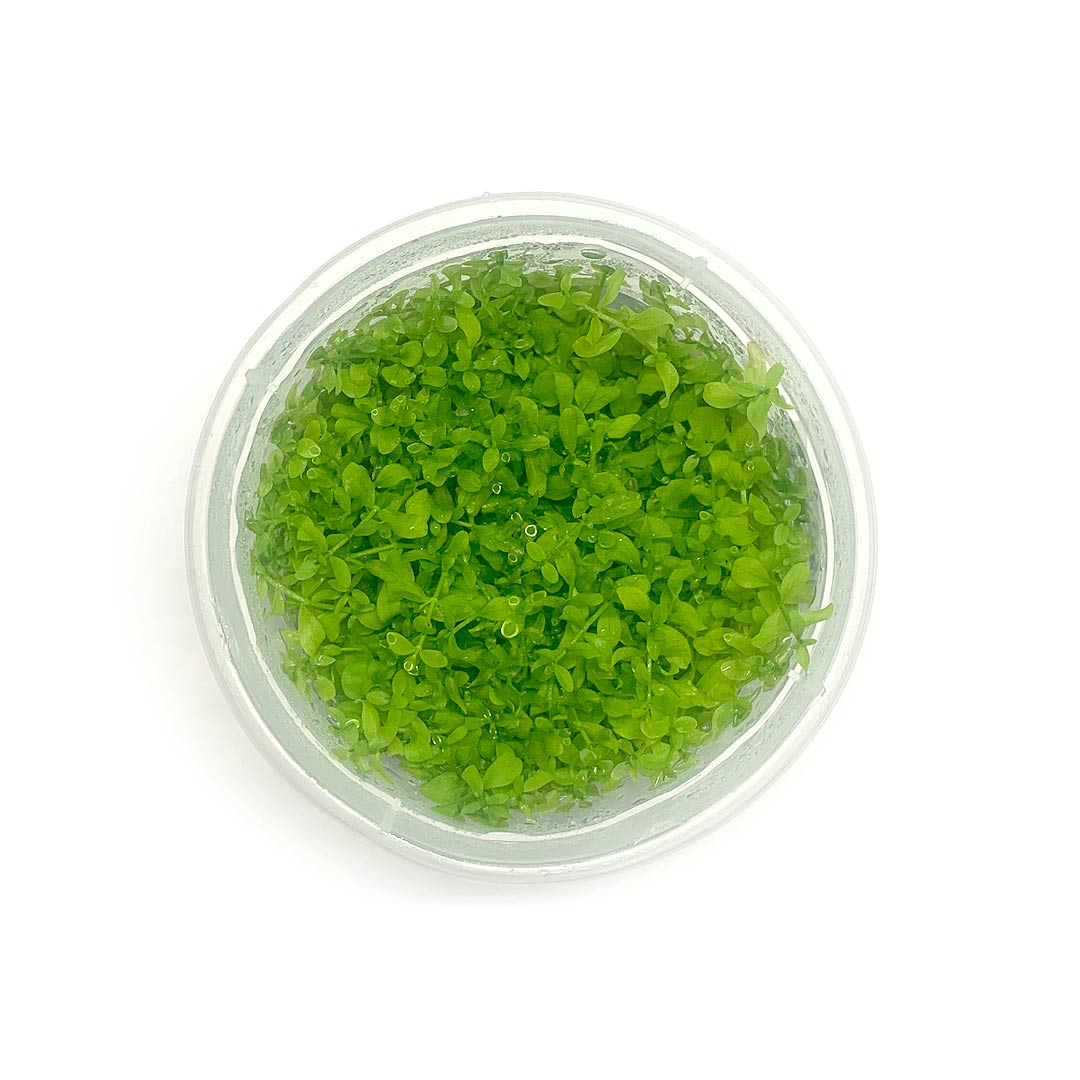 Jumbo TC cup-Micranthemum Micranthimoids 'Monte Carlo'