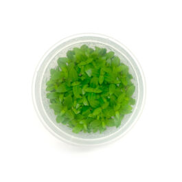 Small -Tc Cup-Staurogyne repens