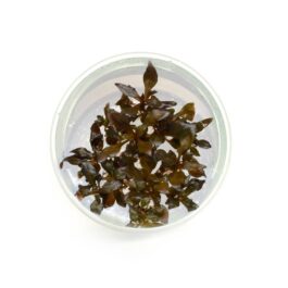 Alternanthera reineckii ‘Mini’ [Tc]