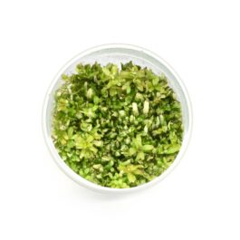 Rotala sp ‘spikey’ (Tc)