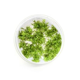 Rotala nanjenshan (Tc)
