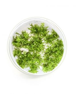 Rotala nanjenshan (Tc)