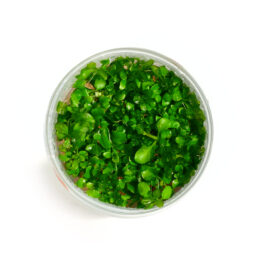 Hygrophila Serphyllum [Tc]