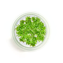 Rotala rotundifolia ‘Green’ (Tc)