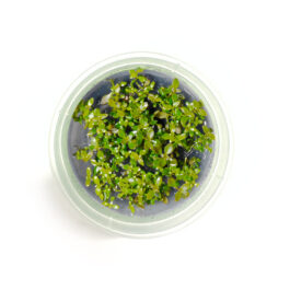 Ludwigia repens “Super Red” (Tc)