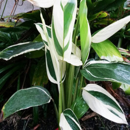 Maranta arundinacea/ Variegated Arrow Root (single plant)