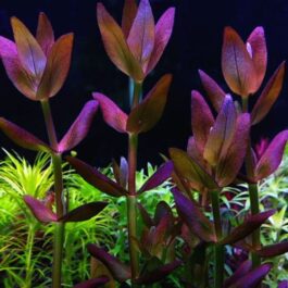 Bacopa Salzmannii Purple – Singapore Version (3 stems)